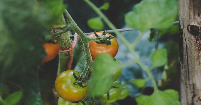 stella de smit 977346 unsplash - Plante em Casa e tenha uma Renda-Extra